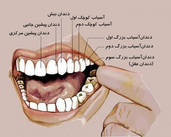 دندان شماره ۷
